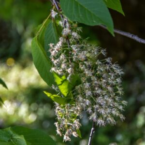 PRUNUS, MAACKII, ROSACEAE, MANCIURIA, COREA - 2974