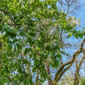 PRUNUS, MAACKII, ROSACEAE, MANCIURIA, COREA -  2975