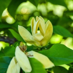 MAGNOLIA, YELLOW BIRD, MAGNOLIACEAE - 2980