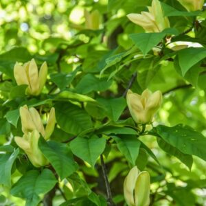 MAGNOLIA, YELLOW BIRD, MAGNOLIACEAE - 2981