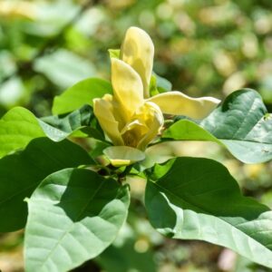 MAGNOLIA, YELLOW BIRD, MAGNOLIACEAE - 2982