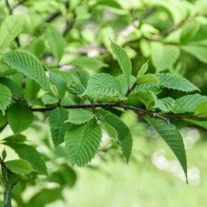 MELIOSMA, PENDIS, SABIACEAE, CHINA CENTRALE - 2985