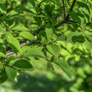 MELIOSMA, PENDIS, SABIACEAE, CHINA CENTRALE - 2986