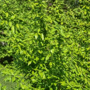 ORIXA, JAPONICA, RUTACEAE - 2988