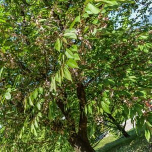 PRUNUS, LANNESIANA, GRANDIFLORA, ROSACEAE, GIAPPONE - 2990