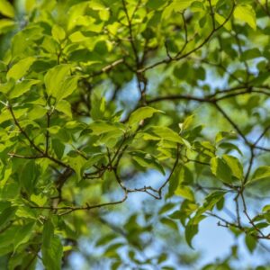 CORNUS, WALTERI, CORNACEAE, CHINA - 2992
