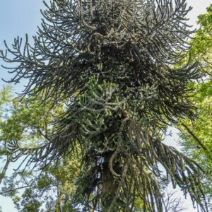 ARAUCARIA, ARAUCANA, ARAUCARIACEAE, CILE, PATAGONIA - 2994