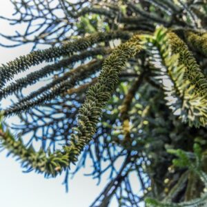 ARAUCARIA, ARAUCANA, ARAUCARIACEAE, CILE, PATAGONIA - 2995