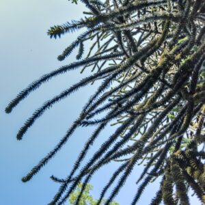 ARAUCARIA, ARAUCANA, ARAUCARIACEAE, CILE, PATAGONIA - 2996