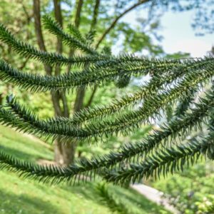 ARAUCARIA, ARAUCANA, ARAUCARIACEAE, CILE, PATAGONIA - 2997