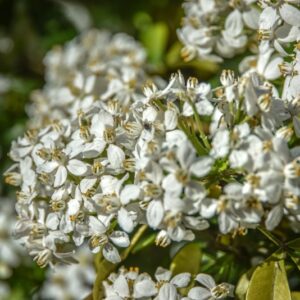 CHOISYA, TERNATA. RUTACEAE, MESSICO - 3000