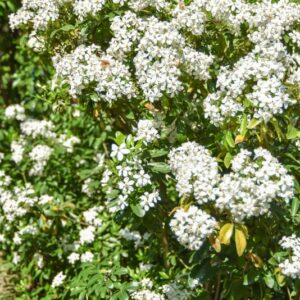 CHOISYA, TERNATA. RUTACEAE, MESSICO - 2999