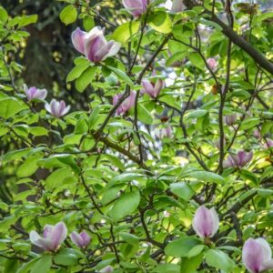 MAGNOLIA, X LENNEI, MAGNOLIACEAE - 3002