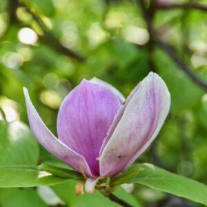 MAGNOLIA, X LENNEI, MAGNOLIACEAE - 3003