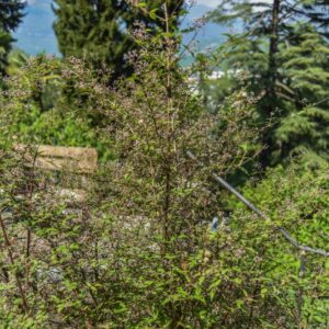 DEUTZIA, SCABRA, VAR PLENA ROSEA, SAXIFRAGACEAE, CHINA, GIAPPONE - 3005