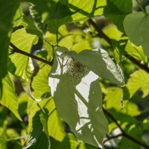 DAVIDIA INVOLUCRATA, CORNACEAE, CENTRO OVEST CHINA