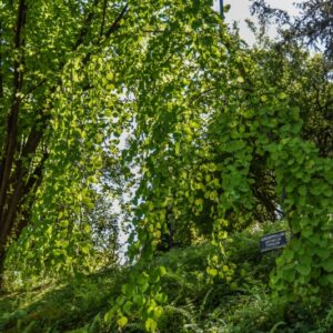 CERCIDIPHYLLUM, JAPONICUM, PENDULUM, CERCIDIPHYLLACEAE - 3010