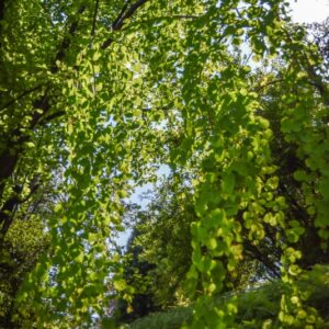CERCIDIPHYLLUM, JAPONICUM, PENDULUM, CERCIDIPHYLLACEAE - 3013