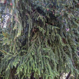 PICEA ORIENTALIS, ABIETACEAE, CAUCASO - 3016