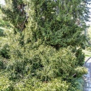 PICEA ORIENTALIS, ABIETACEAE, CAUCASO - 3018