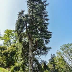 ABIES, CEPHALONICA, PINACEAE, GRECIA- 3022