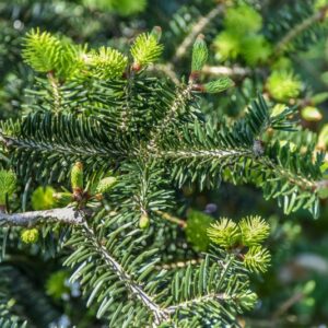 ABIES, CEPHALONICA, PINACEAE, GRECIA - 3024