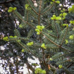 ABIES, CEPHALONICA, PINACEAE, GRECIA - 3025
