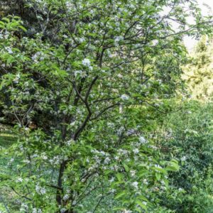 MALUS, POM ZAI, ROSACEAE, GIAPPONE - 3032