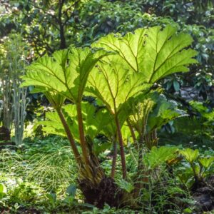 GUINNERA, MANICATA, GUNNERACEAE, GIAPPONE - 3034