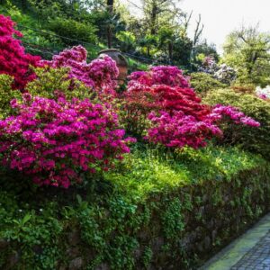 AZALEA, RHODODENDRUM, ERICACEAE - 3037