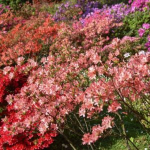 AZALEA, RHODODENDRUM, ERICACEAE - 3038