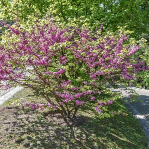 CERCIS CHINENSIS, LEGUMINOSAE, CHINA - 3040