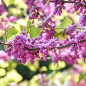 CERCIS CHINENSIS, LEGUMINOSAE, CHINA - 3041