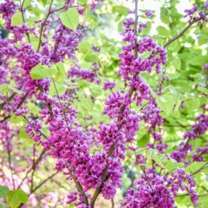 CERCIS CHINENSIS, LEGUMINOSAE, CHINA - 3042