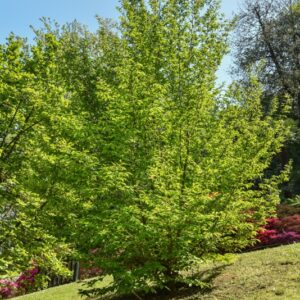 STEWARTIA, ROSTRATA, THEACEAE, CHINA - 3044