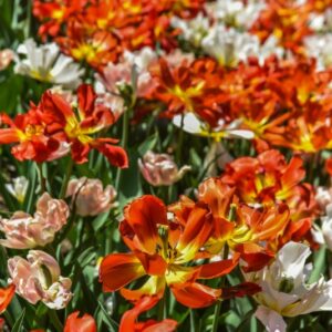 TULIPA, TULIPANO, MURILLO MIX, LILIACEAE - 3046