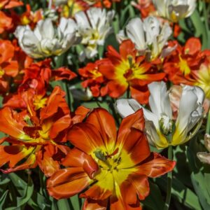 TULIPA, TULIPANO, MURILLO MIX, LILIACEAE - 3047