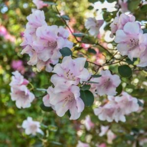 RHODODENDRON, WILLIAMSIANUM, ERICACEAE, CHINA, SZECHUAN - 3049