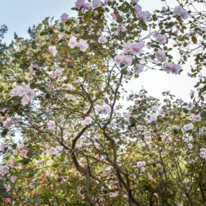 RHODODENDRON, WILLIAMSIANUM, ERICACEAE, CHINA, SZECHUAN - 3050