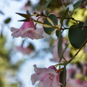 RHODODENDRON, WILLIAMSIANUM, ERICACEAE, CHINA, SZECHUAN - 3051