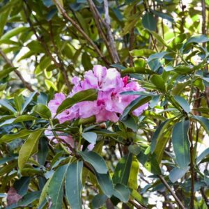 RHODODENDRON, COTTON CANDY, ERICACEAE - 3055