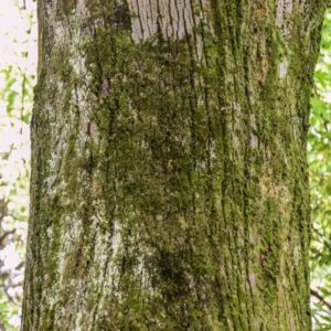 TILIA, TOMENTOSA, TILIACAE - 3057