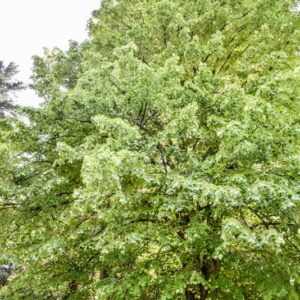 TILIA, TOMENTOSA, TILIACAE - 3058