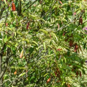 PHOTINIA, SERRULATA, ROSACEAE, CHINA - 3063