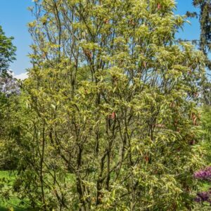 PHOTINIA, SERRULATA, ROSACEAE, CHINA - 3062