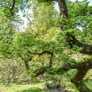 ULMUS, PARVIFOLIA, ULMACEAE, CHINA, GIAPPONE, COREA - 3065