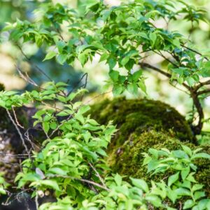 ULMUS, PARVIFOLIA, ULMACEAE, CHINA, GIAPPONE, COREA - 3066