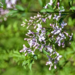 SYRINGA AFGHANA, OLEACEAE, AFGHANISTAN - 3068