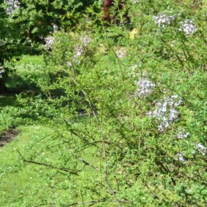 SYRINGA AFGHANA, OLEACEAE, AFGHANISTAN - 3069
