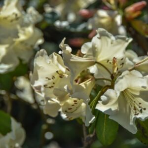 RHODODENDRON, CARITA GOLDEN DREAM, ERICACEAE - 3071